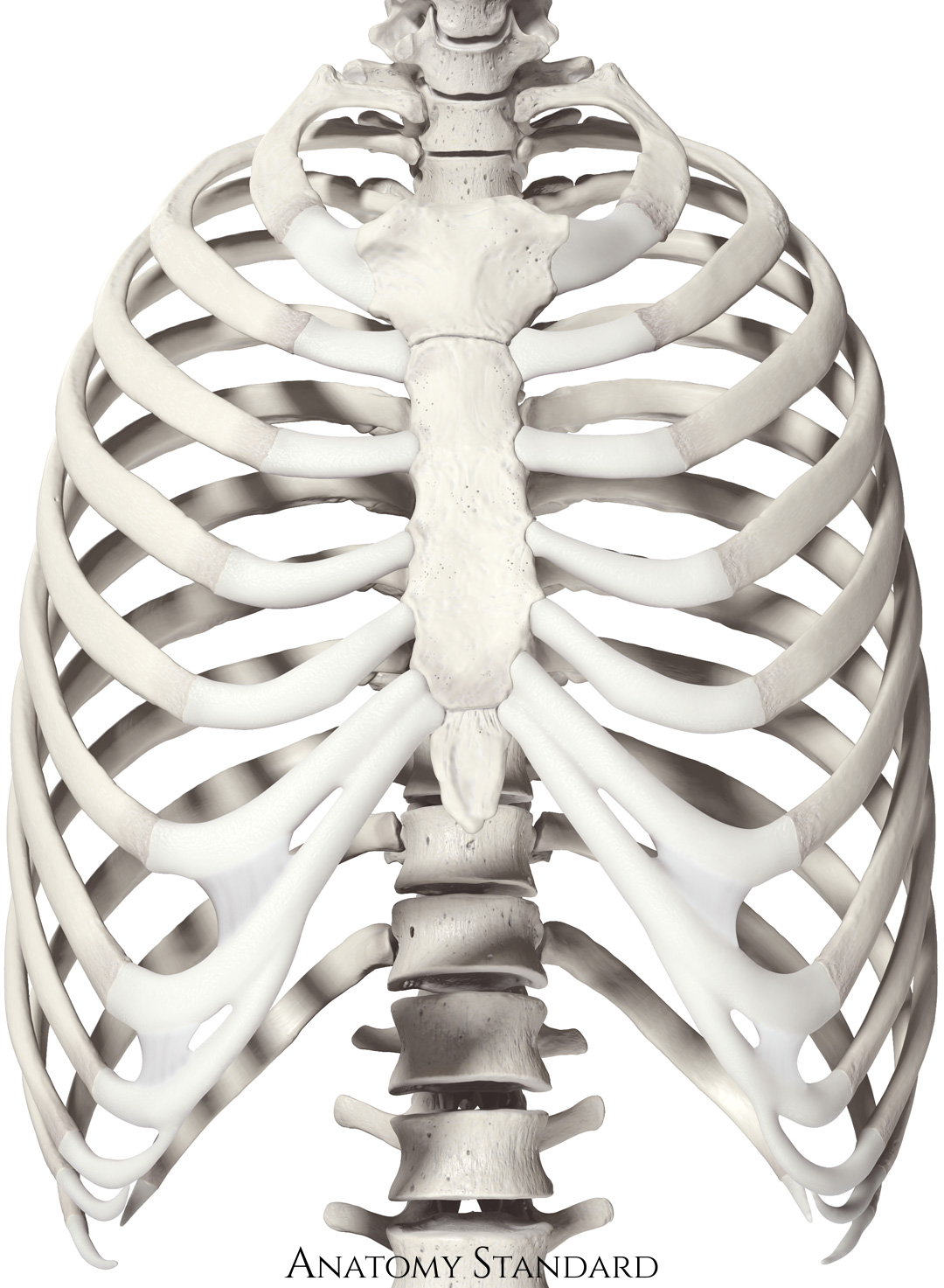 Anatomy Standard Drawing Thoracic cage anterior view no labels